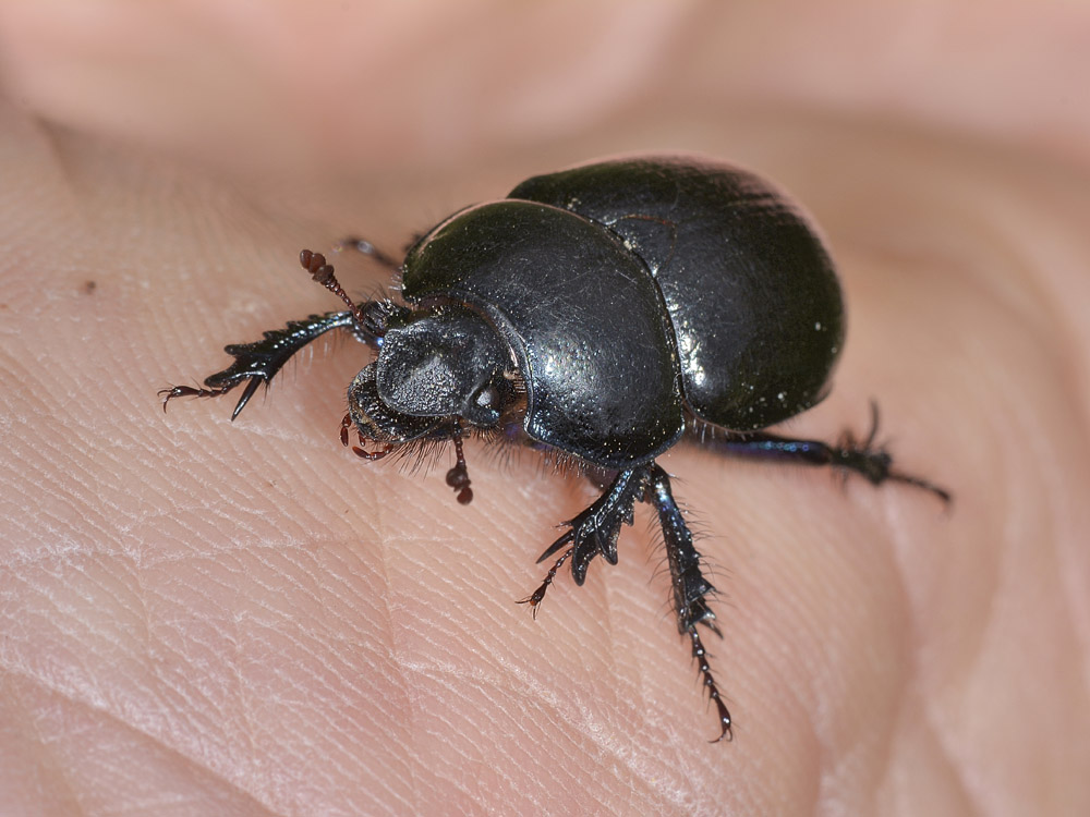 Anoplotrupes stercorosus